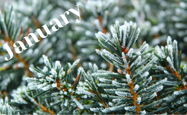 Greensboro Grief Counseling